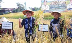 Herman Deru Dorong Inovasi Pertanian, Masa Tanam Padi Khas Semende Ditarget Lebih Singkat